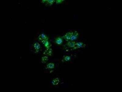 Immunocytochemistry/ Immunofluorescence: PON1 Antibody (OTI2D4) [NBP2-03706]