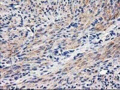 Immunohistochemistry-Paraffin: PON1 Antibody (OTI2D4) [NBP2-03706]