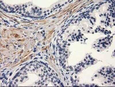 Immunohistochemistry-Paraffin: PON1 Antibody (OTI2D4) [NBP2-03706]