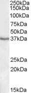 Western Blot: PON1 Antibody [NBP1-26401]