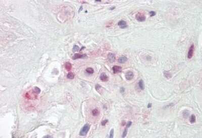 Immunohistochemistry-Paraffin: PON2 Antibody [NBP1-52005]