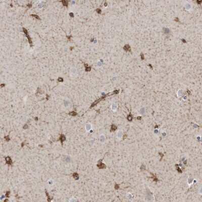 Immunohistochemistry-Paraffin: PON2 Antibody [NBP1-86365]
