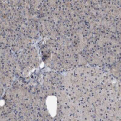 Immunohistochemistry-Paraffin: PON2 Antibody [NBP1-86365]