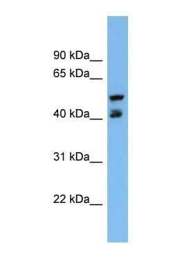 Western Blot: PON3 Antibody [NBP1-69633]