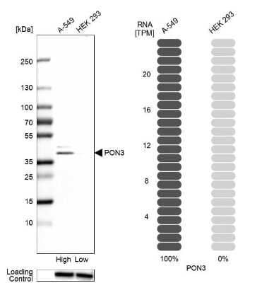 Western Blot: PON3 Antibody [NBP1-86074]