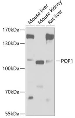 Western Blot: POP1 AntibodyBSA Free [NBP2-93628]