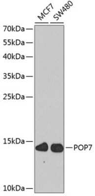 Western Blot: POP7 AntibodyBSA Free [NBP2-93910]