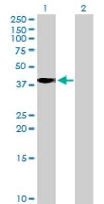 Western Blot: POPDC2 Antibody [H00064091-B01P]