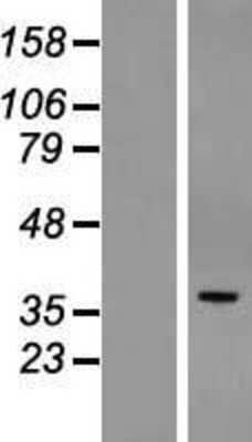 Western Blot: POPDC3 Overexpression Lysate [NBL1-14610]