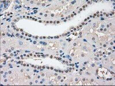 Immunohistochemistry-Paraffin: POR/Cytochrome P450 Reductase Antibody (OTI3F10) [NBP1-47914]