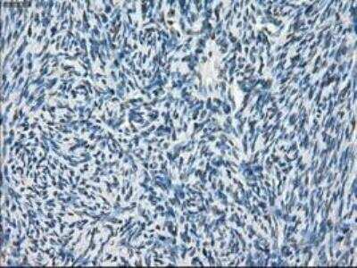 Immunohistochemistry-Paraffin: POR/Cytochrome P450 Reductase Antibody (OTI3F10) [NBP1-47914]