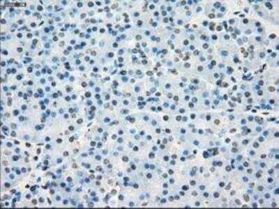 Immunohistochemistry-Paraffin: POR/Cytochrome P450 Reductase Antibody (OTI3F10) [NBP1-47914]