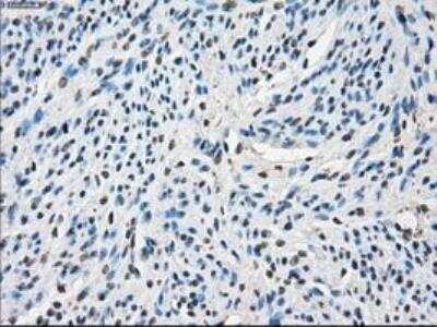 Immunohistochemistry-Paraffin: POR/Cytochrome P450 Reductase Antibody (OTI3F10) [NBP1-47914]