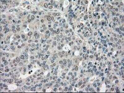 Immunohistochemistry-Paraffin: POR/Cytochrome P450 Reductase Antibody (OTI3F10) [NBP1-47914]