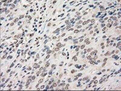 Immunohistochemistry-Paraffin: POR/Cytochrome P450 Reductase Antibody (OTI3F10) [NBP1-47914]