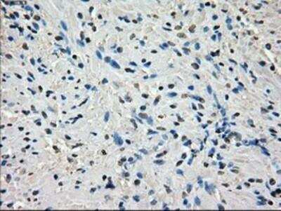 Immunohistochemistry-Paraffin: POR/Cytochrome P450 Reductase Antibody (OTI3F10) [NBP1-47914]