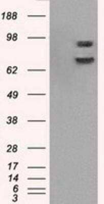 Western Blot: POR/Cytochrome P450 Reductase Antibody (OTI3F10) [NBP1-47914]