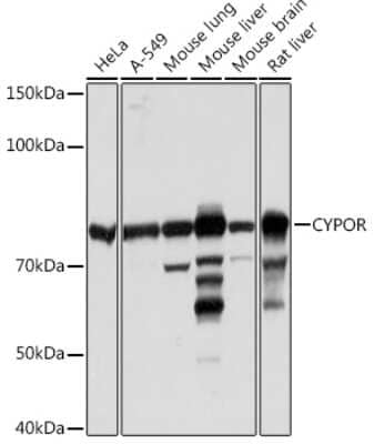 Western Blot: POR/Cytochrome P450 Reductase Antibody (9U1U7) [NBP3-16534]