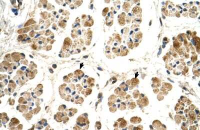 Immunohistochemistry-Paraffin: POR/Cytochrome P450 Reductase Antibody [NBP1-59779]