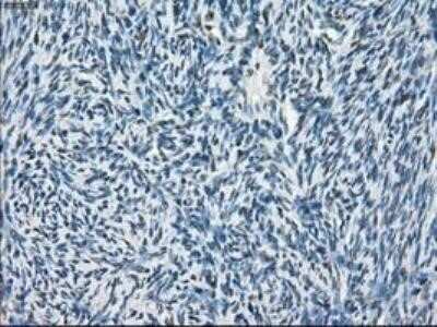Immunohistochemistry: POR/Cytochrome P450 Reductase Antibody (OTI3F10) - Azide and BSA Free [NBP2-73539]