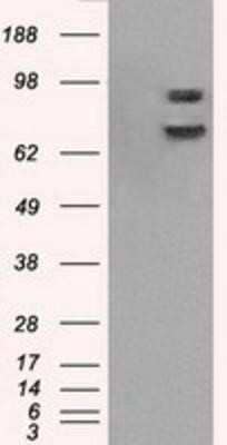 Western Blot: POR/Cytochrome P450 Reductase Antibody (OTI3F10)Azide and BSA Free [NBP2-73539]