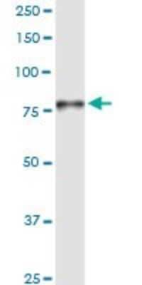 Western Blot: POR/Cytochrome P450 Reductase Antibody [H00005447-D01P]