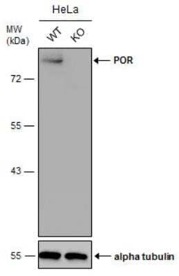 Knockout Validated: POR/Cytochrome P450 Reductase Antibody [NBP1-32364]