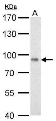 Western Blot: POR/Cytochrome P450 Reductase Antibody [NBP1-32364]