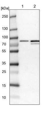 Western Blot: POR/Cytochrome P450 Reductase Antibody [NBP1-85357]