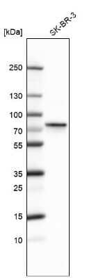 Western Blot: POR/Cytochrome P450 Reductase Antibody [NBP1-85357]