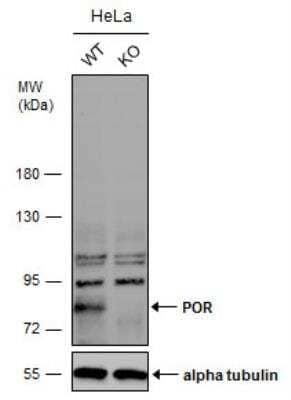 Knockout Validated: POR/Cytochrome P450 Reductase Antibody [NBP2-16083]