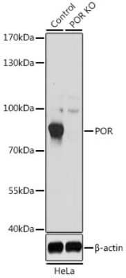 Western Blot: POR/Cytochrome P450 Reductase AntibodyBSA Free [NBP3-03396]