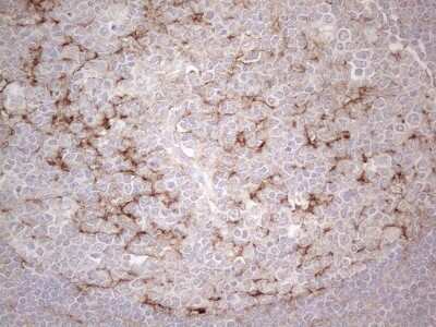 Immunohistochemistry: POTEG Antibody (OTI2G1) [NBP2-45372]