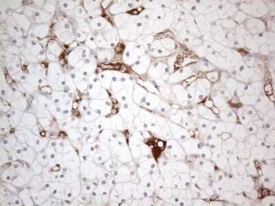 Immunohistochemistry: POTEG Antibody (OTI2G1) - Azide and BSA Free [NBP2-73540]
