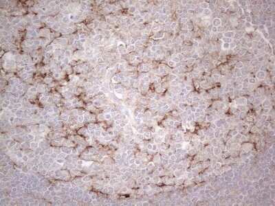 Immunohistochemistry: POTEG Antibody (OTI2G1) - Azide and BSA Free [NBP2-73540]