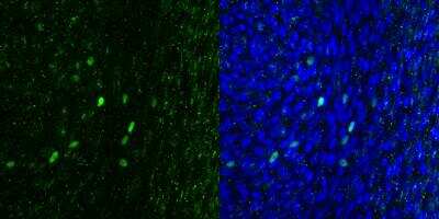 Immunohistochemistry-Frozen: POU2F3 Antibody [NBP1-83966]