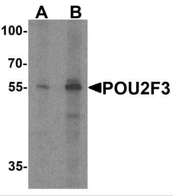 Western Blot: POU2F3 AntibodyBSA Free [NBP2-81774]