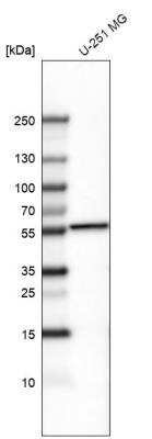 Western Blot: POU3F2/OCT7 Antibody (CL6228) [NBP2-61436]