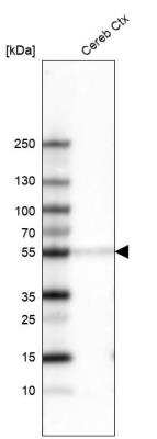 Western Blot: POU3F2/OCT7 Antibody (CL6228) [NBP2-61436]