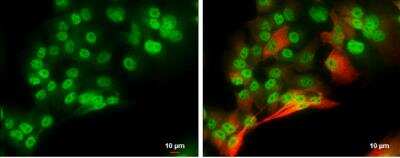 Immunocytochemistry/ Immunofluorescence: POU3F2/OCT7 Antibody [NBP2-21585]