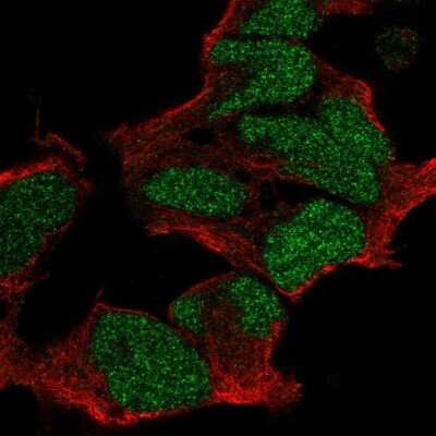 Immunocytochemistry/ Immunofluorescence: POU3F2/OCT7 Antibody [NBP2-55453]