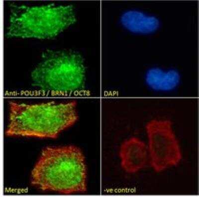 Immunocytochemistry/ Immunofluorescence: POU3F3 Antibody [NBP1-49872]