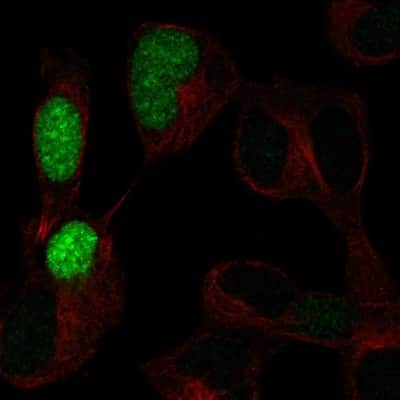 Immunocytochemistry/ Immunofluorescence: POU3F3 Antibody [NBP2-57011]