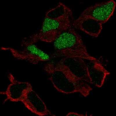 Immunocytochemistry/ Immunofluorescence: POU3F3 Antibody [NBP2-58788]