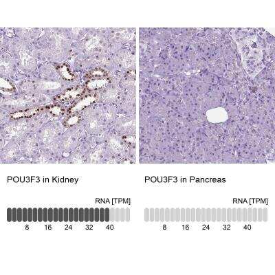 Immunohistochemistry-Paraffin: POU3F3 Antibody [NBP2-49508]