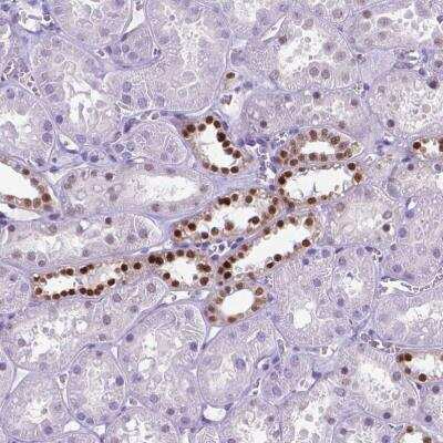 Immunohistochemistry-Paraffin: POU3F3 Antibody [NBP2-49508]