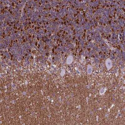 Immunohistochemistry-Paraffin: POU3F3 Antibody [NBP2-49508]