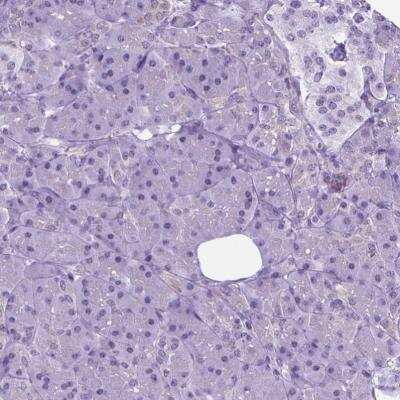 Immunohistochemistry-Paraffin: POU3F3 Antibody [NBP2-49508]