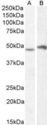 Western Blot: POU3F3 Antibody [NBP1-49872]