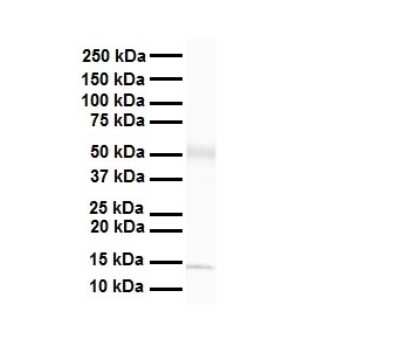 Western Blot: POU3F3 Antibody [NBP3-09359]